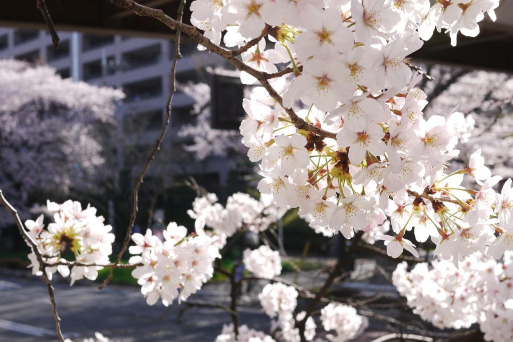 桜の花